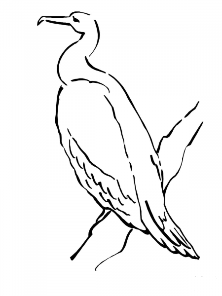Phalacrocoracidae or Cormorant coloring page image