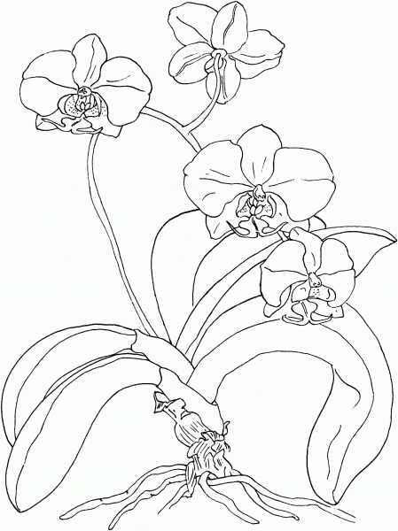 Phalaenopsis or Moth Orchid coloring page image