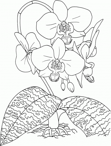 Phalaenopsis Schilleriana or Tropical Rosy Moth Orchid coloring page image