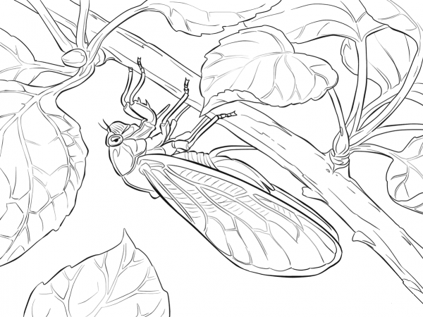 Pharaoh Cicada coloring page image
