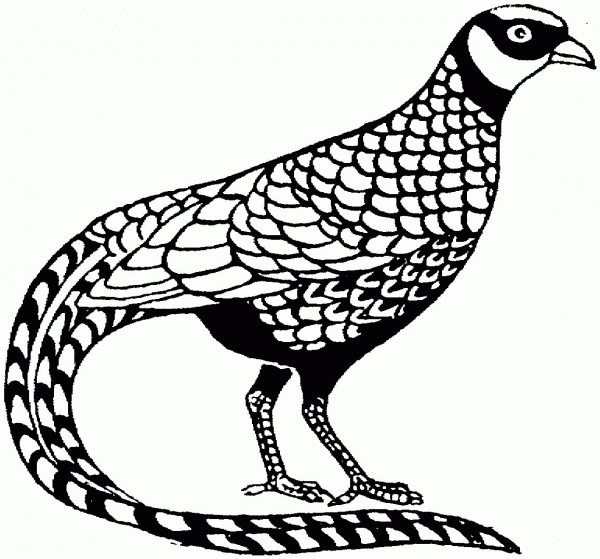 Pheasant coloring page image