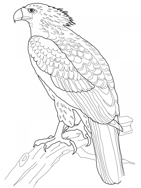 Philippine Eagle coloring page image