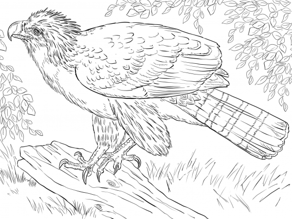 Philippine Eagle Perched on a Branch coloring page image