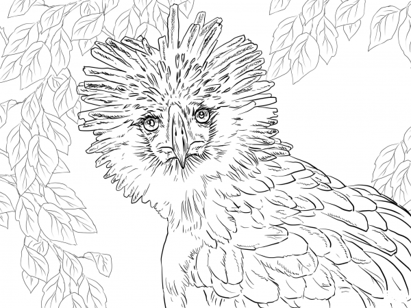 Philippine Eagle Portrait coloring page image