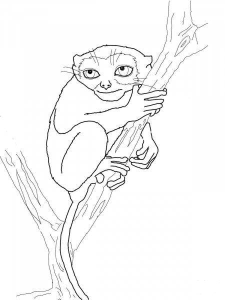 Philippine Tarsier coloring page image