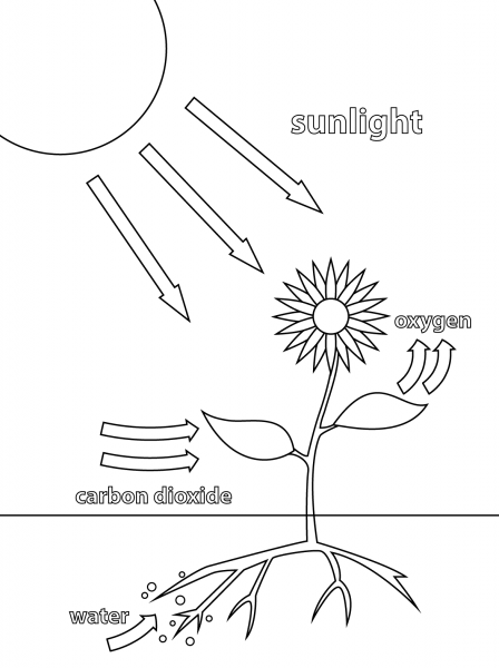 Photosynthesis  coloring page image