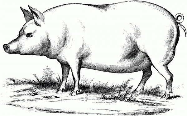 Pig 14 coloring page image