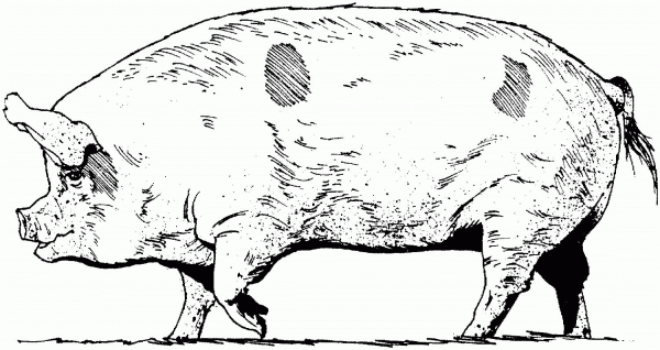 Pig 15 coloring page image