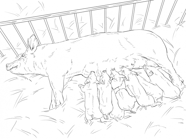 Pig And Piglets coloring page image