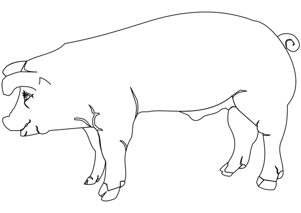 Pig coloring page image