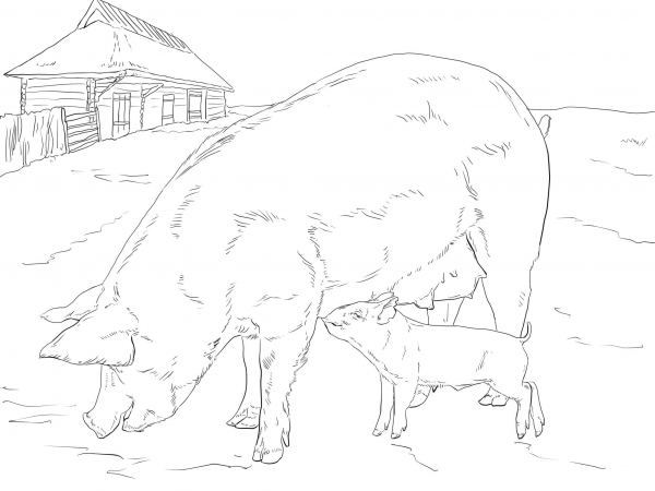 Pig Family coloring page image