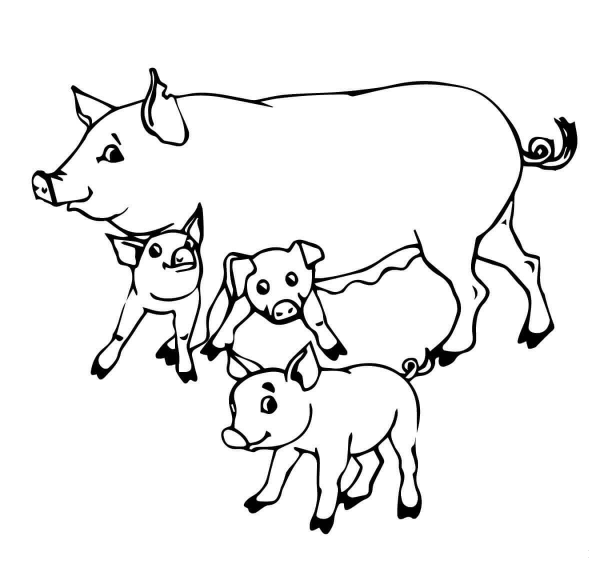 Pig Mother and Baby Pigs coloring page image
