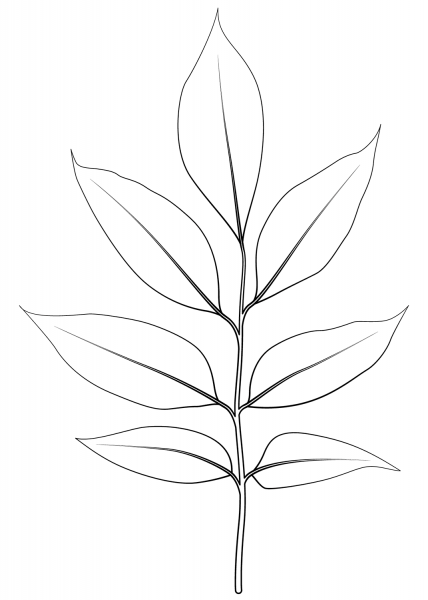 Arizona Ash Leaf coloring page image