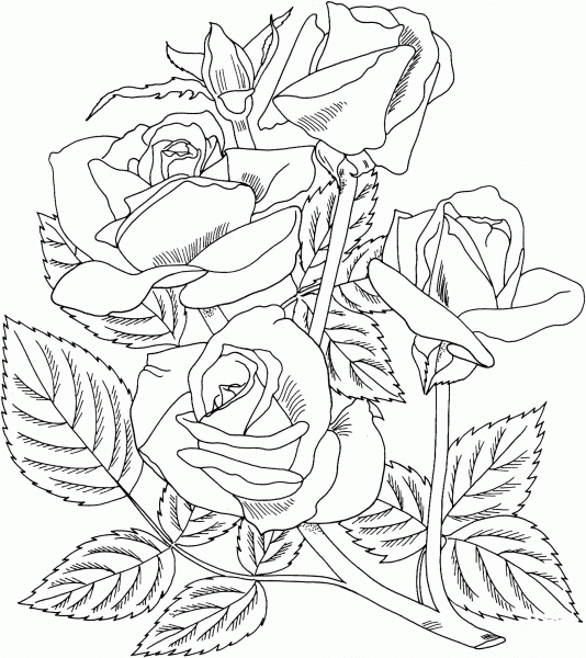 Arizona Grandiflora Rose coloring page image