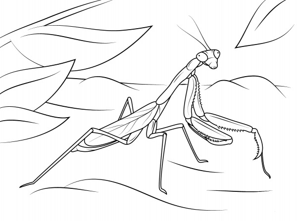 Arizona Praying Mantis coloring page image