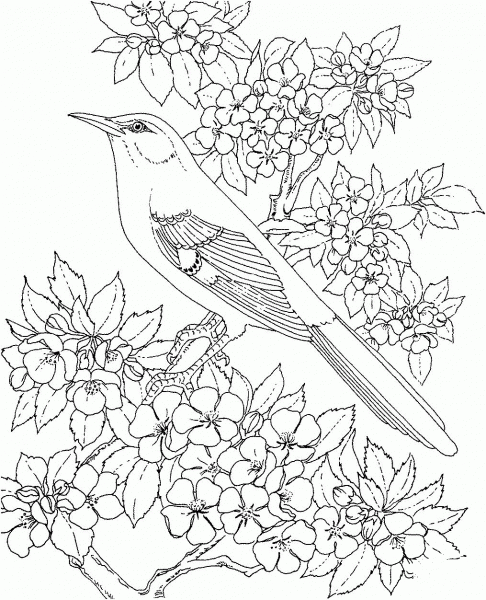 Arkansas Mockingbird and Apple Blossom coloring page image