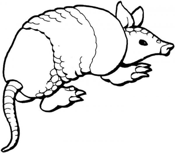 Armadillo 13 coloring page image