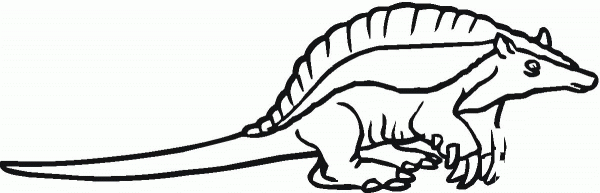 Armadilo 16 coloring page image