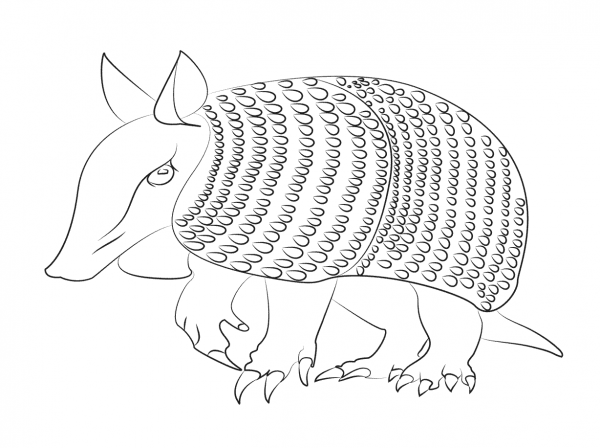 Armadilo coloring page image