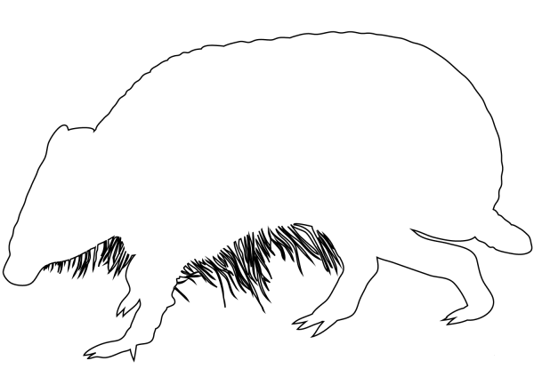Armadilo Outline coloring page image