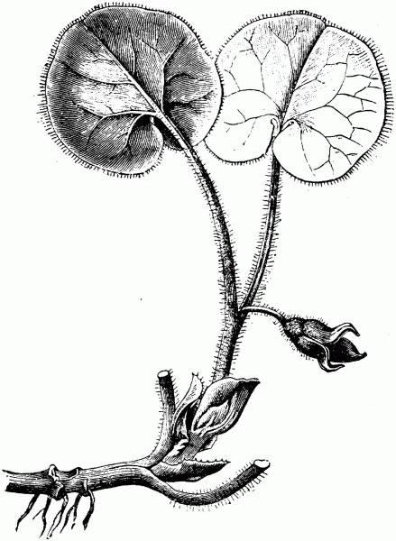 Asarum Europaeum or European Wild Ginger coloring page image
