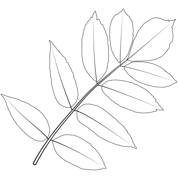 Ash Tree Leaf coloring page image