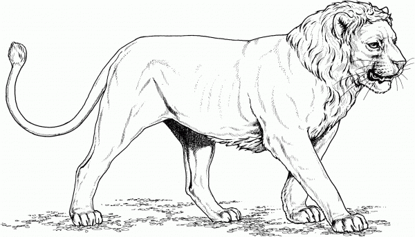 Asian Lion coloring page image