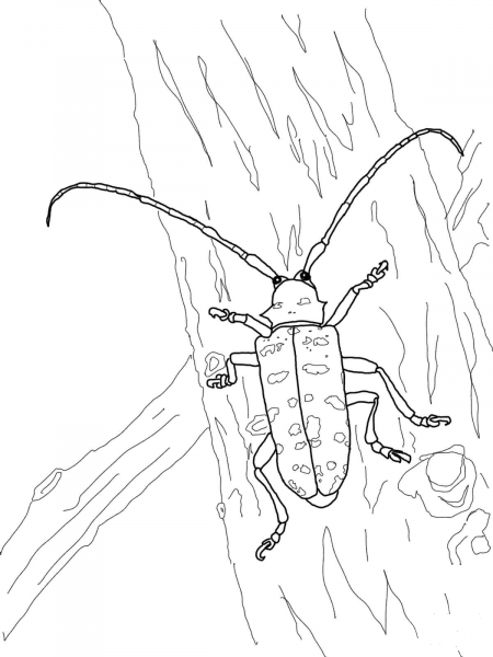 Asian Longhorned Beetle coloring page image