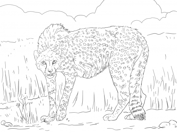 Asiatic Cheetah coloring page image