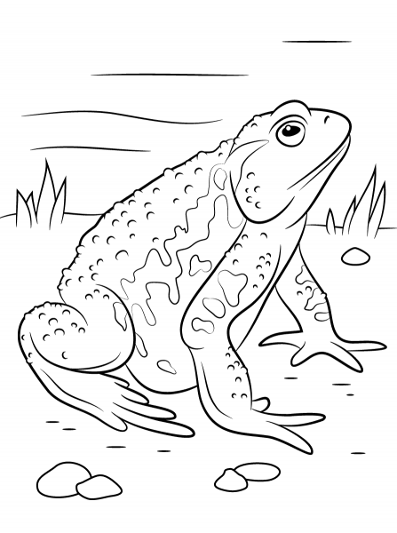 Asiatic Toad coloring page image