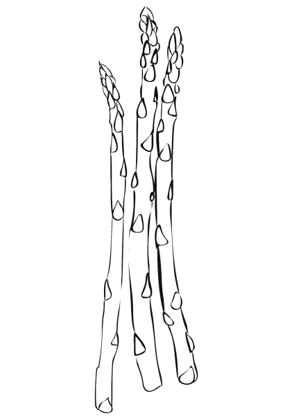 Asparagus coloring page image
