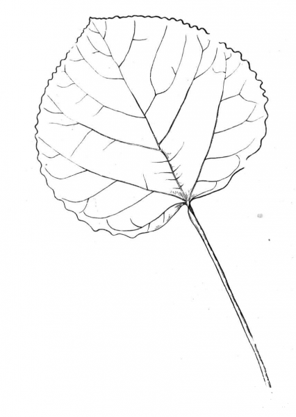 Aspen Leaf coloring page image