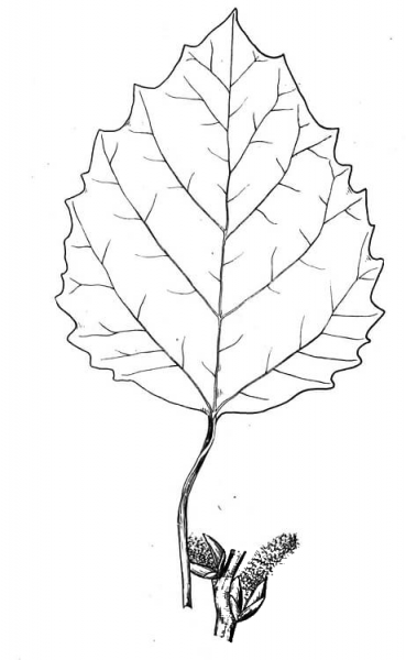 Aspen Leaf coloring page image