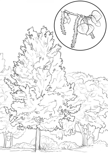Aspen Tree coloring page image