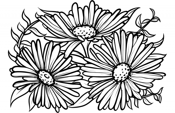 Aster coloring page image