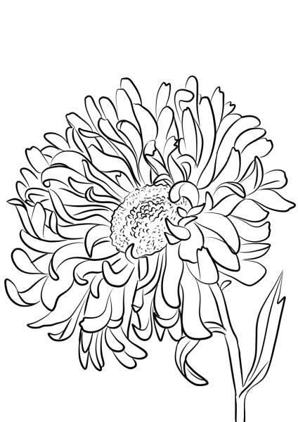 Aster or Star Plant coloring page image