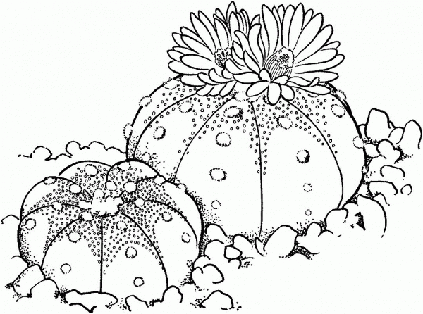 Astrophytum asterias or Sand Dollar Cactus coloring page image