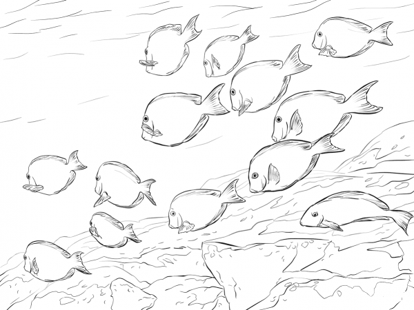 Atlantic Blue Tang Shoal coloring page image