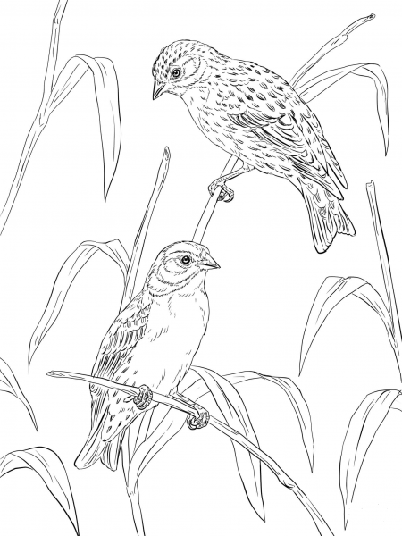 Atlantic Canaries coloring page image