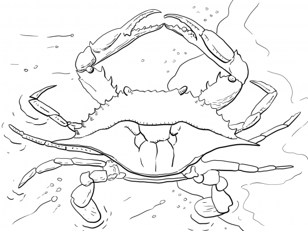 Atlantic Ocean Blue Crab coloring page image