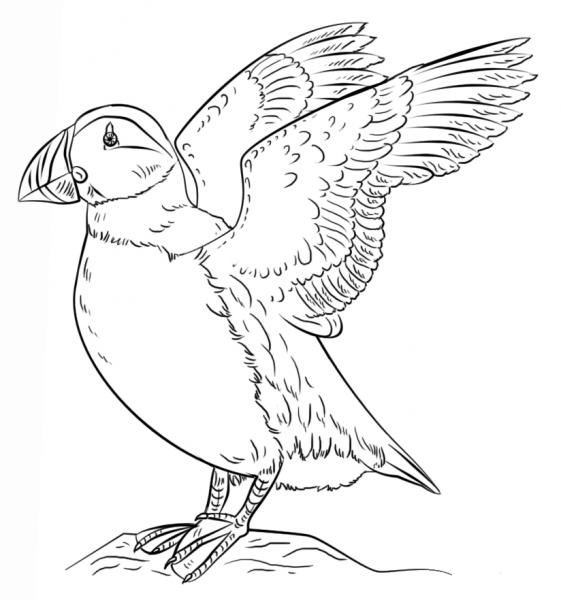 Atlantic Puffin coloring page image