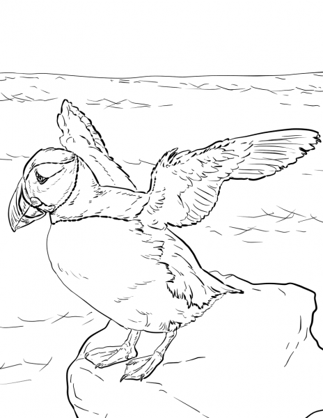 Atlantic Puffin  coloring page image