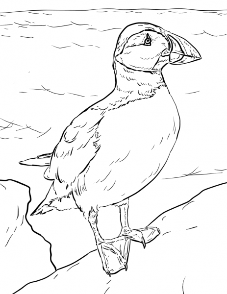 Atlantic Puffin  coloring page image