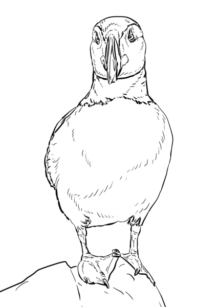 Atlantic Puffin on Stone  coloring page image
