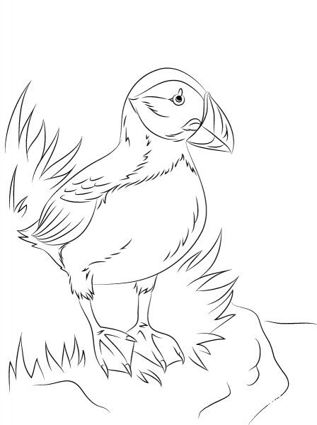 Atlantic Puffin Seabird coloring page image