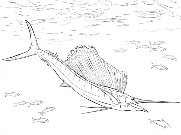 Atlantic Sailfish coloring page image