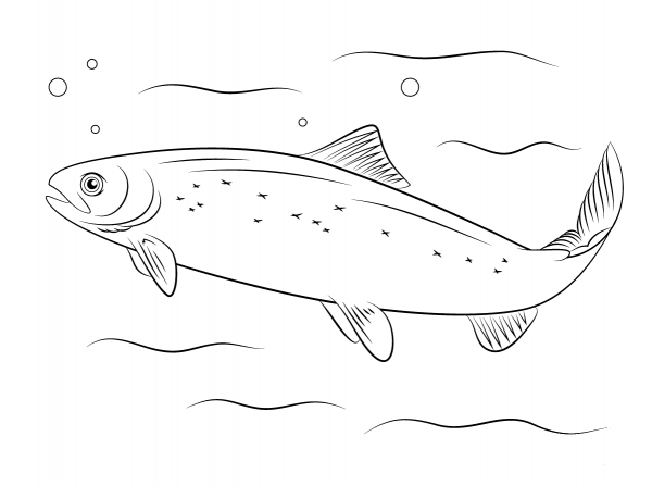 Atlantic Salmon coloring page image