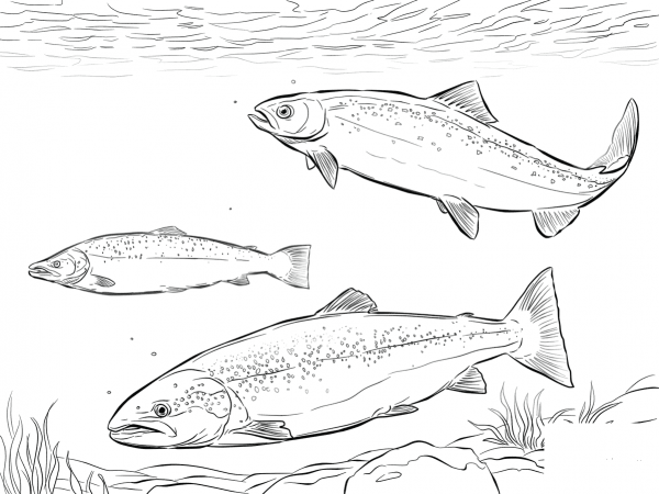 Atlantic Salmon Shoal coloring page image