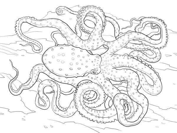 Atlantic White Spotted Octopus coloring page image