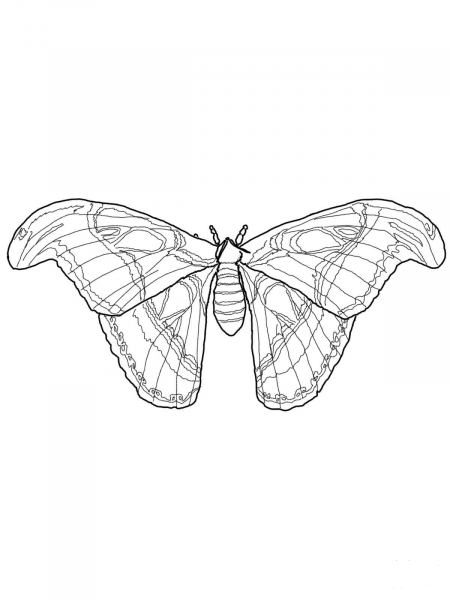 Atlas Moth coloring page image